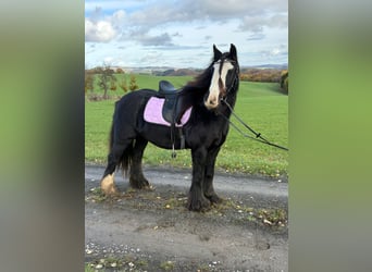 Cob Irlandese / Tinker / Gypsy Vanner, Giumenta, 12 Anni, 146 cm, Morello