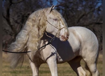 Cob Irlandese / Tinker / Gypsy Vanner, Giumenta, 12 Anni, 152 cm, Cremello