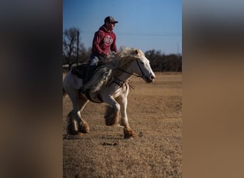 Cob Irlandese / Tinker / Gypsy Vanner, Giumenta, 12 Anni, 152 cm, Cremello