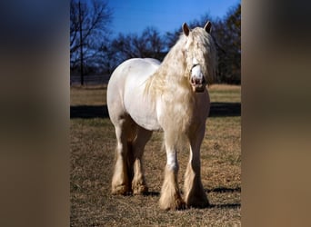 Cob Irlandese / Tinker / Gypsy Vanner, Giumenta, 12 Anni, 152 cm, Cremello