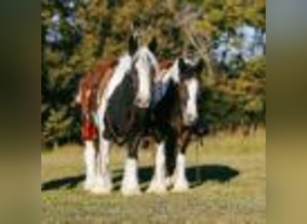 Cob Irlandese / Tinker / Gypsy Vanner, Giumenta, 12 Anni, Tobiano-tutti i colori