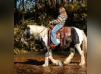 Cob Irlandese / Tinker / Gypsy Vanner, Giumenta, 12 Anni, Tobiano-tutti i colori