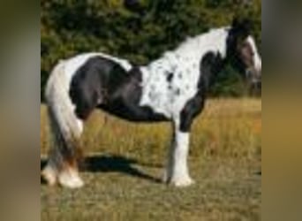 Cob Irlandese / Tinker / Gypsy Vanner, Giumenta, 12 Anni, Tobiano-tutti i colori