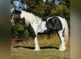 Cob Irlandese / Tinker / Gypsy Vanner, Giumenta, 12 Anni, Tobiano-tutti i colori