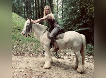 Cob Irlandese / Tinker / Gypsy Vanner, Giumenta, 13 Anni, 135 cm, Roano rosso