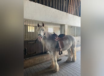 Cob Irlandese / Tinker / Gypsy Vanner, Giumenta, 13 Anni, 135 cm, Roano rosso