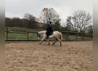 Cob Irlandese / Tinker / Gypsy Vanner, Giumenta, 13 Anni, 135 cm, Roano rosso