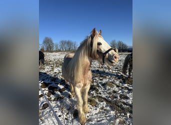 Cob Irlandese / Tinker / Gypsy Vanner, Giumenta, 13 Anni, 135 cm, Roano rosso