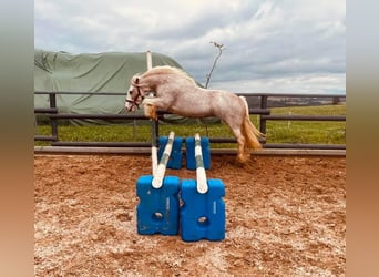 Cob Irlandese / Tinker / Gypsy Vanner, Giumenta, 13 Anni, 135 cm, Roano rosso