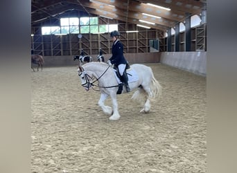 Cob Irlandese / Tinker / Gypsy Vanner, Giumenta, 13 Anni, 135 cm, Roano rosso