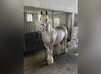 Cob Irlandese / Tinker / Gypsy Vanner, Giumenta, 13 Anni, 135 cm, Roano rosso