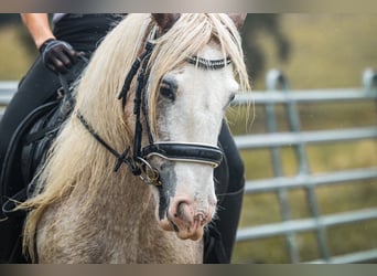 Cob Irlandese / Tinker / Gypsy Vanner, Giumenta, 13 Anni, 135 cm, Roano rosso