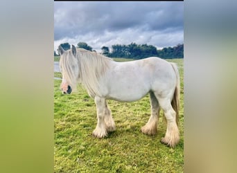 Cob Irlandese / Tinker / Gypsy Vanner, Giumenta, 13 Anni, 140 cm, Grigio