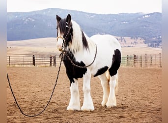 Cob Irlandese / Tinker / Gypsy Vanner, Giumenta, 13 Anni, 145 cm