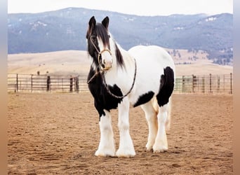 Cob Irlandese / Tinker / Gypsy Vanner, Giumenta, 13 Anni, 145 cm, Pezzato
