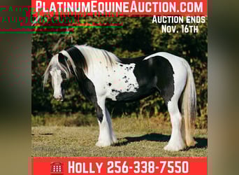 Cob Irlandese / Tinker / Gypsy Vanner, Giumenta, 13 Anni, 147 cm, Tobiano-tutti i colori