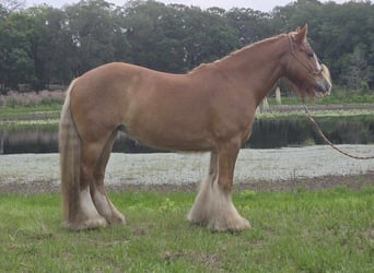 Cob Irlandese / Tinker / Gypsy Vanner, Giumenta, 13 Anni, 150 cm, Sauro scuro