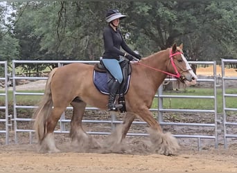 Cob Irlandese / Tinker / Gypsy Vanner, Giumenta, 13 Anni, 150 cm, Sauro scuro