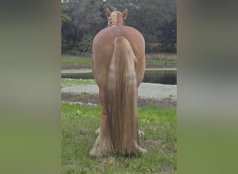 Cob Irlandese / Tinker / Gypsy Vanner, Giumenta, 13 Anni, 150 cm, Sauro scuro