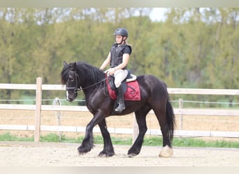 Cob Irlandese / Tinker / Gypsy Vanner, Giumenta, 13 Anni, 153 cm, Morello
