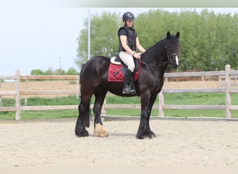 Cob Irlandese / Tinker / Gypsy Vanner, Giumenta, 13 Anni, 153 cm, Morello