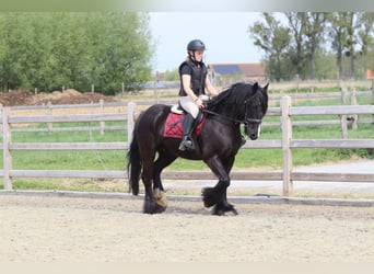 Cob Irlandese / Tinker / Gypsy Vanner, Giumenta, 13 Anni, 153 cm, Morello
