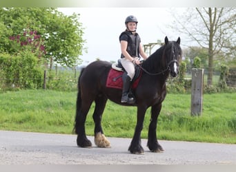 Cob Irlandese / Tinker / Gypsy Vanner, Giumenta, 13 Anni, 153 cm, Morello