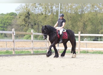 Cob Irlandese / Tinker / Gypsy Vanner, Giumenta, 13 Anni, 153 cm, Morello