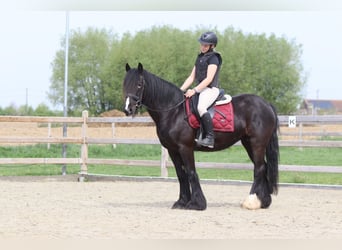 Cob Irlandese / Tinker / Gypsy Vanner, Giumenta, 13 Anni, 153 cm, Morello