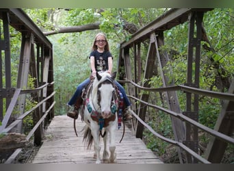 Cob Irlandese / Tinker / Gypsy Vanner Mix, Giumenta, 13 Anni, Pezzato