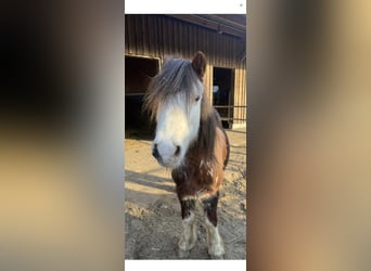 Cob Irlandese / Tinker / Gypsy Vanner, Giumenta, 14 Anni, 125 cm