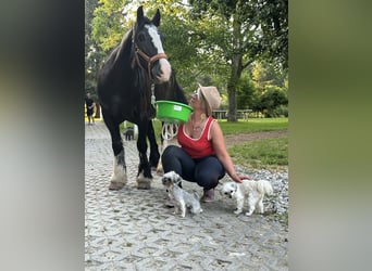 Cob Irlandese / Tinker / Gypsy Vanner, Giumenta, 14 Anni, 137 cm, Morello