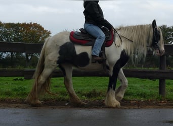 Cob Irlandese / Tinker / Gypsy Vanner, Giumenta, 14 Anni, 144 cm, Pezzato