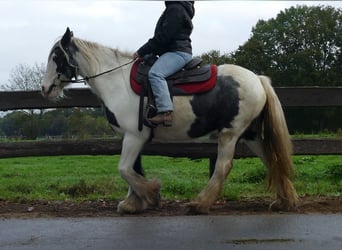 Cob Irlandese / Tinker / Gypsy Vanner, Giumenta, 14 Anni, 144 cm, Pezzato