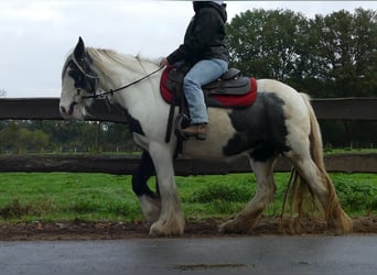 Cob Irlandese / Tinker / Gypsy Vanner, Giumenta, 14 Anni, 144 cm, Pezzato