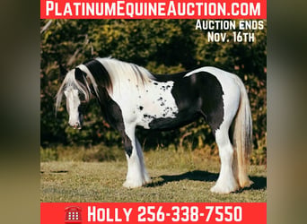 Cob Irlandese / Tinker / Gypsy Vanner, Giumenta, 14 Anni, 147 cm, Tobiano-tutti i colori