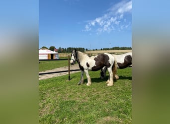 Cob Irlandese / Tinker / Gypsy Vanner, Giumenta, 14 Anni, Pezzato