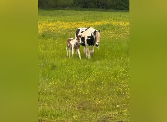 Cob Irlandese / Tinker / Gypsy Vanner, Giumenta, 14 Anni, Pezzato