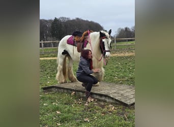 Cob Irlandese / Tinker / Gypsy Vanner, Giumenta, 15 Anni, 146 cm, Pezzato