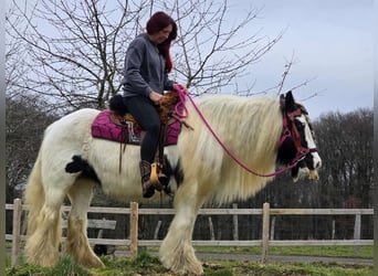 Cob Irlandese / Tinker / Gypsy Vanner, Giumenta, 15 Anni, 146 cm, Pezzato