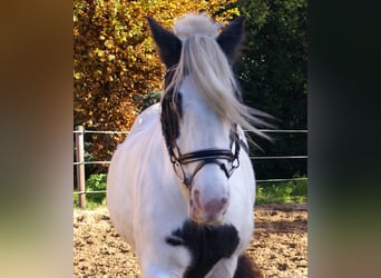 Cob Irlandese / Tinker / Gypsy Vanner, Giumenta, 15 Anni, 147 cm, Pezzato
