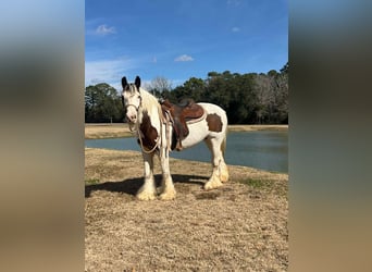 Cob Irlandese / Tinker / Gypsy Vanner, Giumenta, 15 Anni, 150 cm, Overo-tutti i colori