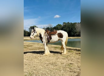 Cob Irlandese / Tinker / Gypsy Vanner, Giumenta, 15 Anni, 150 cm, Overo-tutti i colori