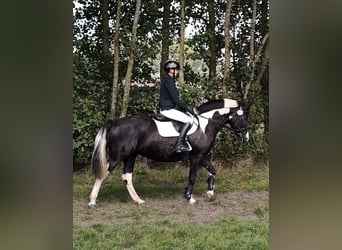 Cob Irlandese / Tinker / Gypsy Vanner Mix, Giumenta, 15 Anni, 151 cm, Pezzato