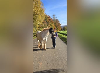 Cob Irlandese / Tinker / Gypsy Vanner, Giumenta, 15 Anni, 152 cm, Bianco