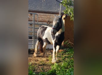 Cob Irlandese / Tinker / Gypsy Vanner, Giumenta, 15 Anni, 152 cm, Tobiano-tutti i colori