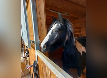 Cob Irlandese / Tinker / Gypsy Vanner, Giumenta, 16 Anni, 140 cm, Leopard