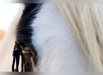 Cob Irlandese / Tinker / Gypsy Vanner, Giumenta, 16 Anni, 147 cm, Pezzato