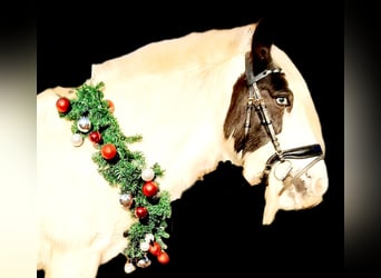 Cob Irlandese / Tinker / Gypsy Vanner, Giumenta, 16 Anni, 147 cm, Pezzato