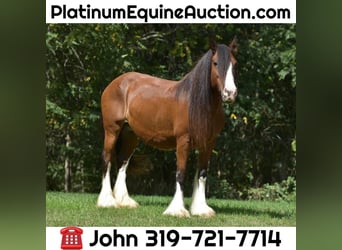 Cob Irlandese / Tinker / Gypsy Vanner, Giumenta, 16 Anni, 155 cm, Baio ciliegia